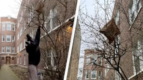 Jellycat Amuseables Avocado Collection photo review